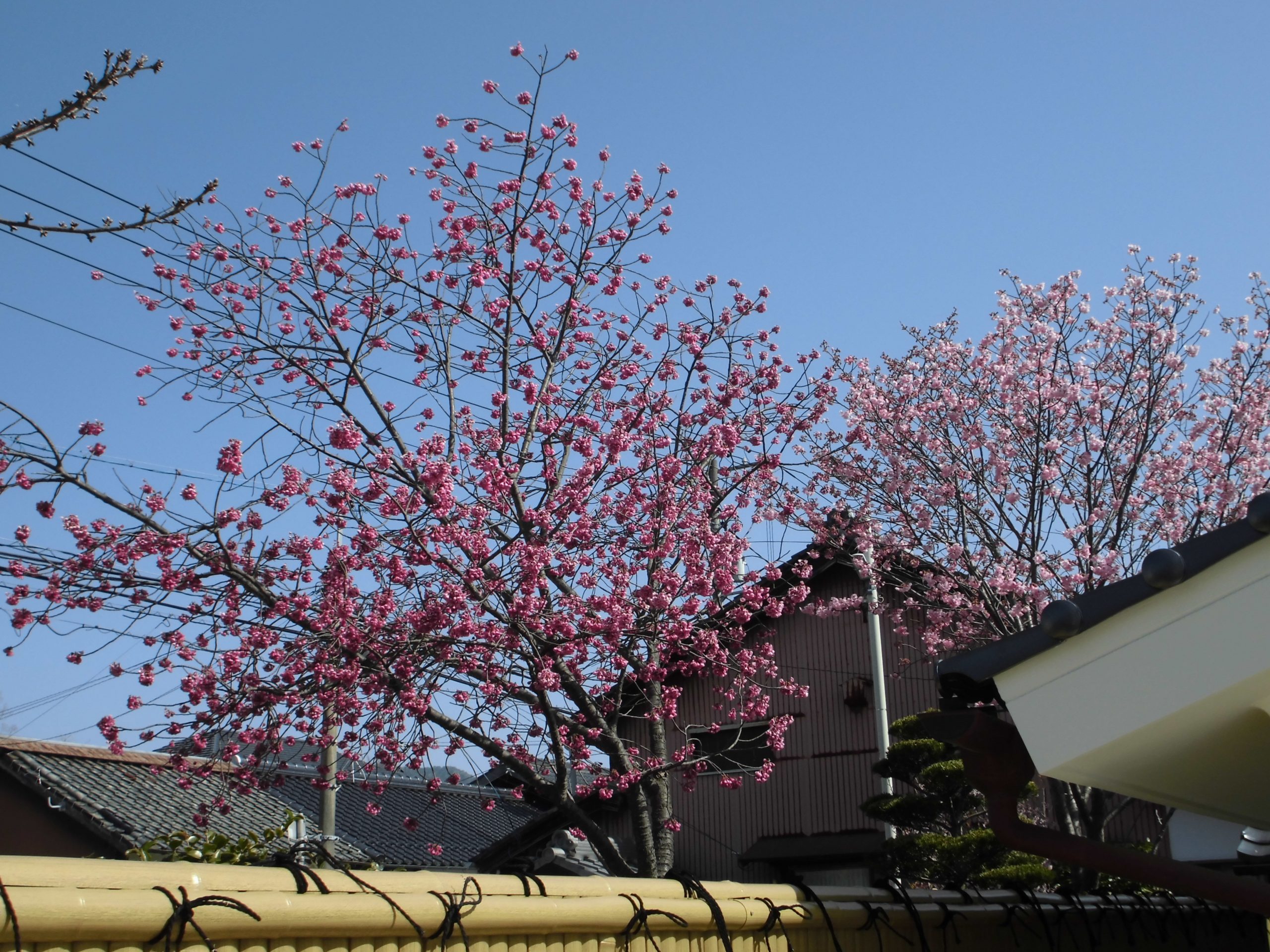 画像：桜と歴史薫る山口を「着物deおさんぽ」のお知らせ